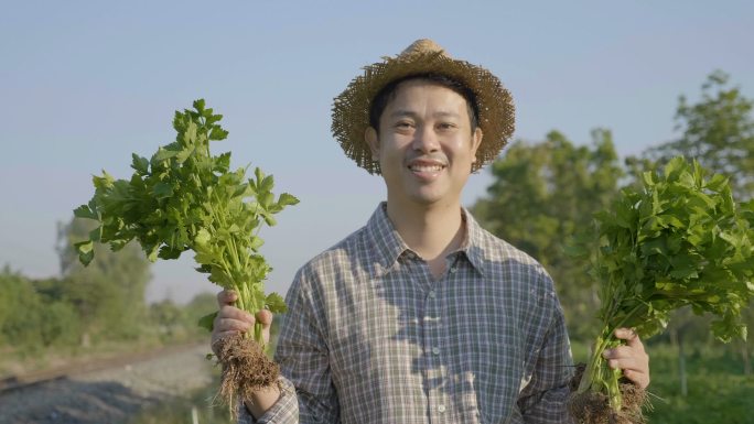 慢动作快乐农民在有机农场收获新鲜蔬菜