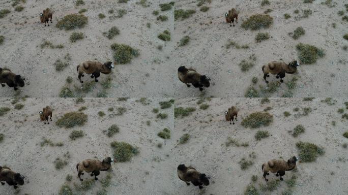 新疆 阿克苏地区 骆驼戈壁沙漠和绿洲棉田