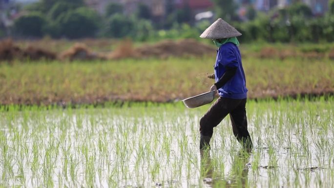 越南农民在稻田施肥