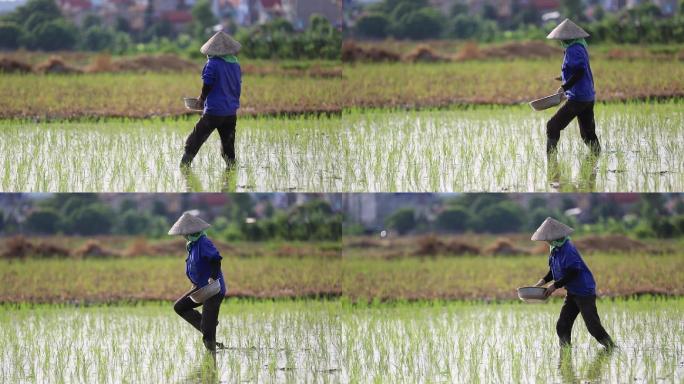 越南农民在稻田施肥