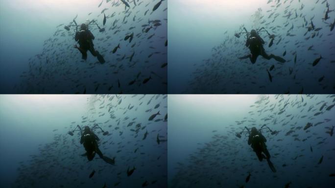 摄影师在水下拍摄海洋生物