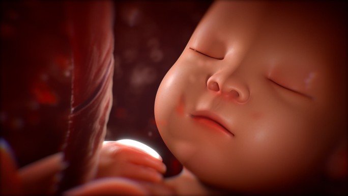 婴儿在母亲的子宫里的动画展示