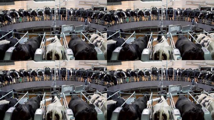 奶牛场的自动挤奶系统