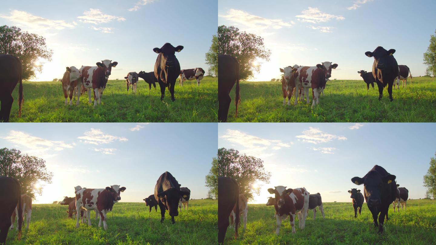 好奇的牛在草地上