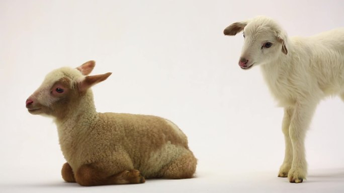 两只小绵羊