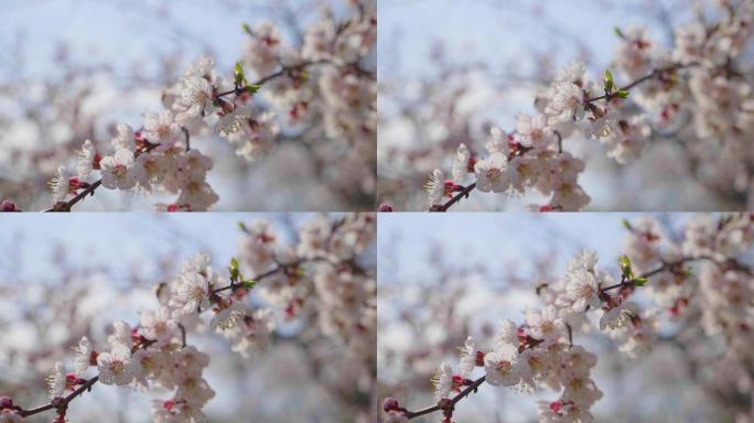 阳光下的花朵