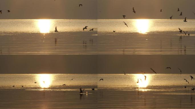 夕阳下的海鸥慢动作