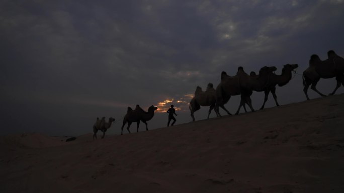 沙漠骆驼  剪影