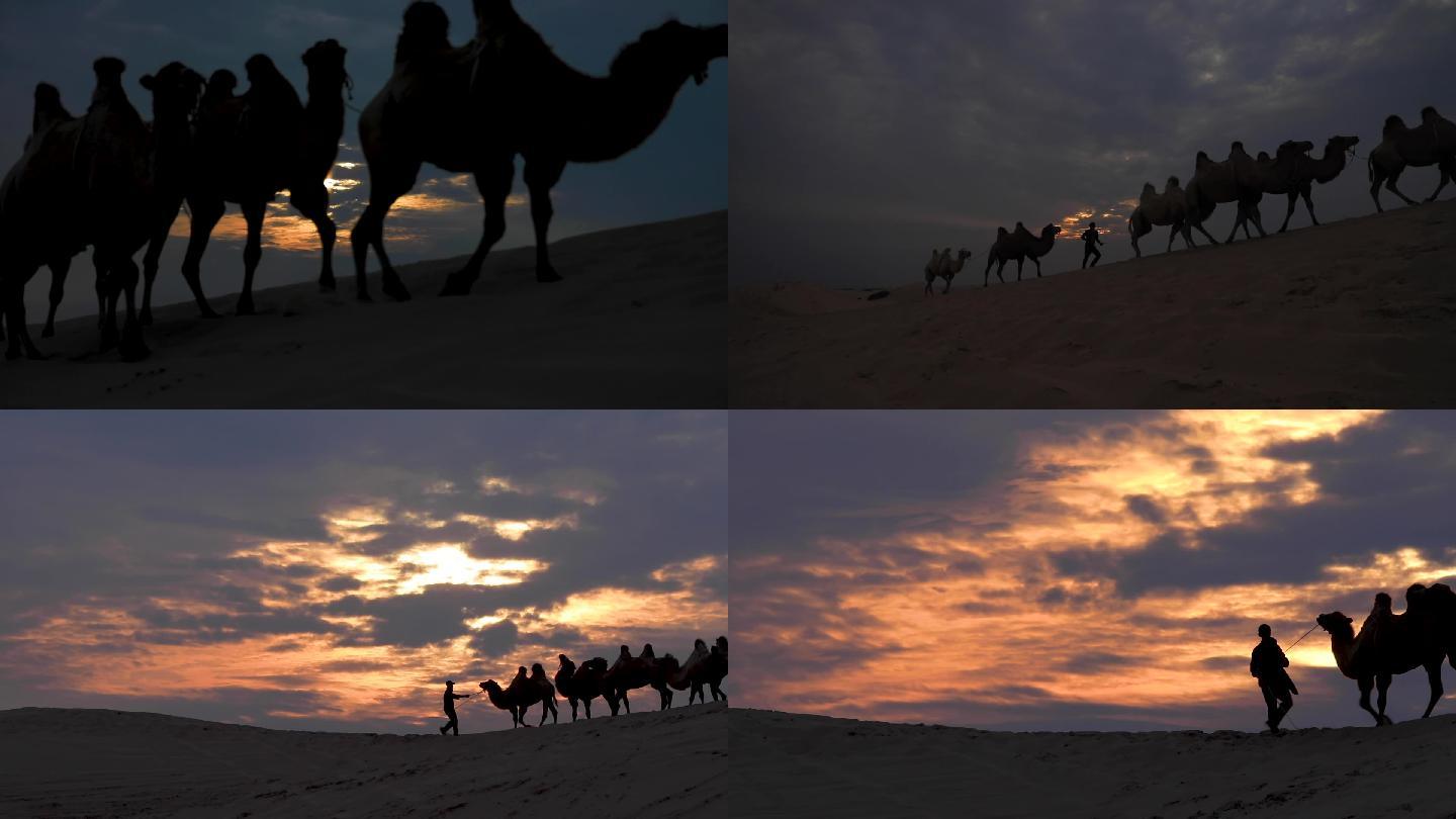 沙漠骆驼  剪影