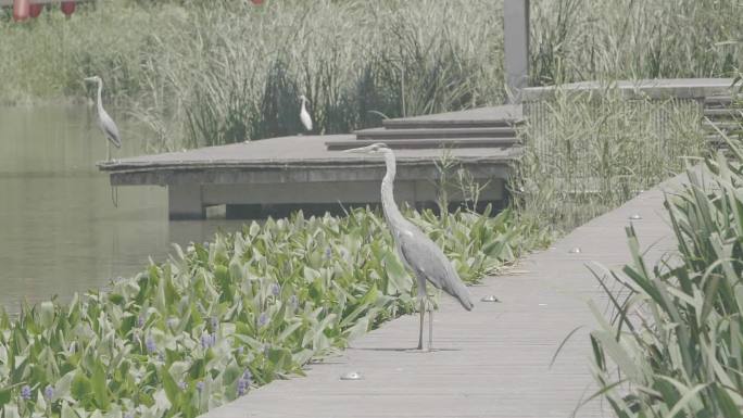 六盘水 湿地公园 升格 飞鸟