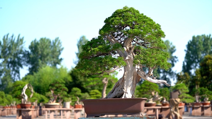 盆景 盆景园 花卉市场 园艺 园艺师