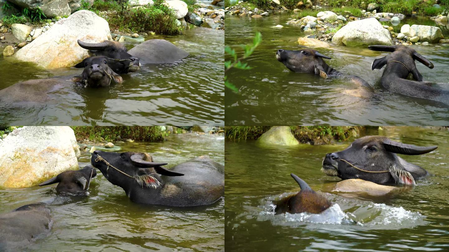 水牛 水牛在水里 夏天的水牛