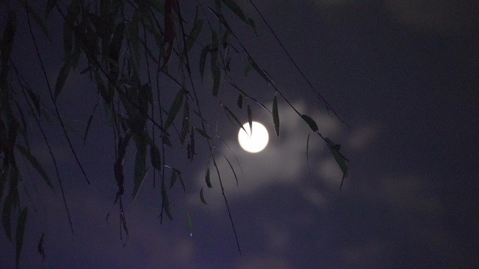 夏日月亮、柳叶 月亮 穿云 夏日夜晚氛围