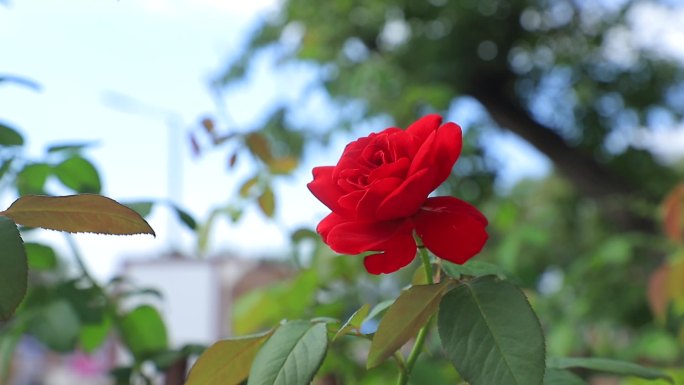 一支红色盛开的玫瑰花成长 漂亮 风景生命