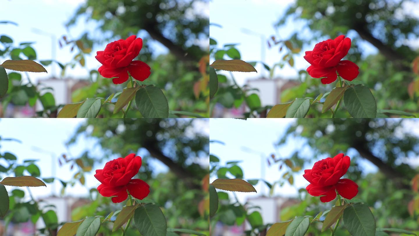 一支红色盛开的玫瑰花成长 漂亮 风景生命