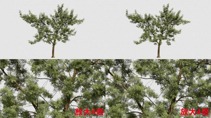 4k树透明通道alpha动态树
