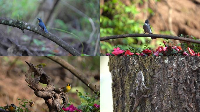 多种鸟在林间鸣叫，野生动物，生物多样性