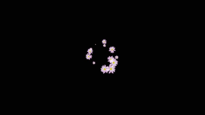 紫色菊花炸开小动画