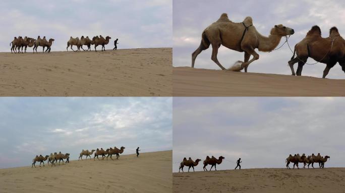 沙漠骆驼  日