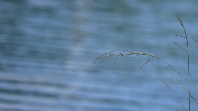 河边小草清水流淌安静唯美悠闲大自然清新