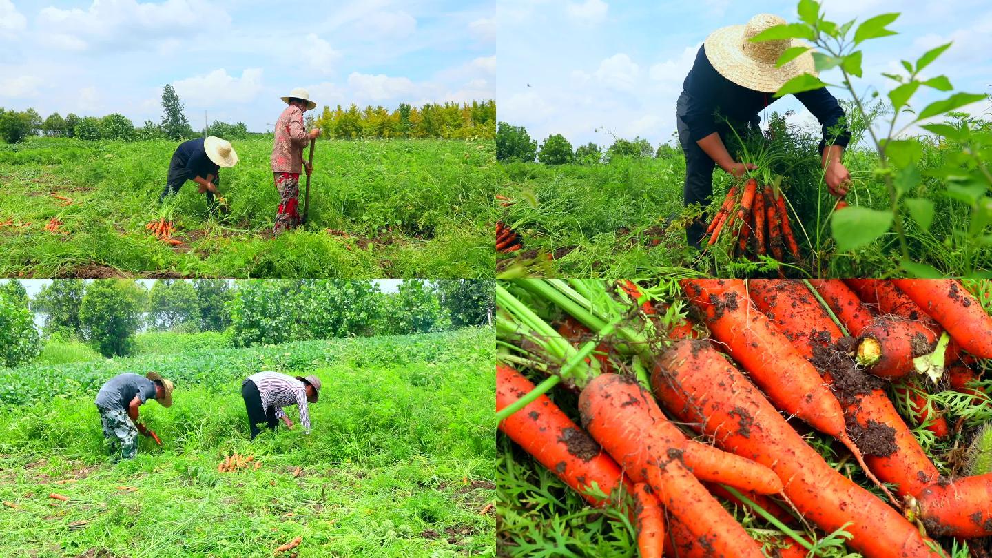 红色阿萨力萝卜收获机助力陕西榆林蔬菜机械化收获 | 农机新闻网