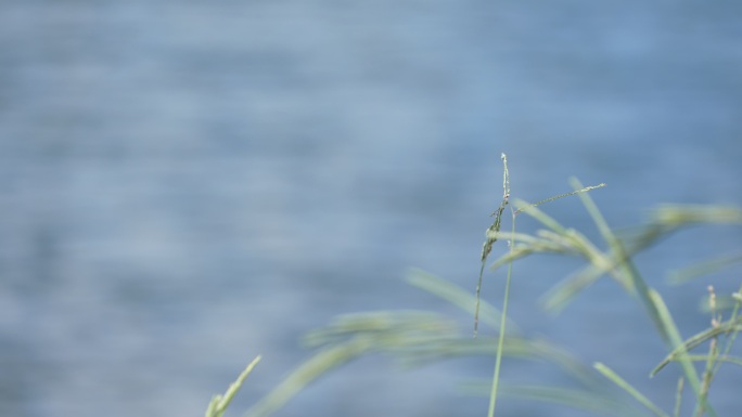 小草摇摆溪水流淌唯美安静大自然舒适生活