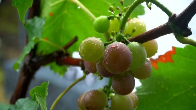 下雨天葡萄园里挂果的新鲜葡萄