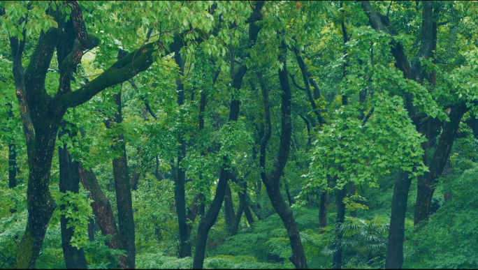 清新小雨中的树林
