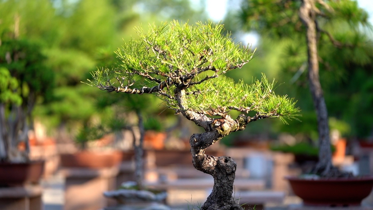 盆景 盆景园 花卉市场 园艺 园艺师