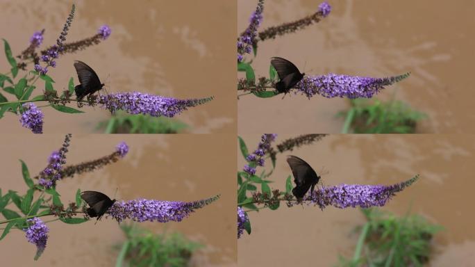 醉鱼草上飞舞的蝴蝶