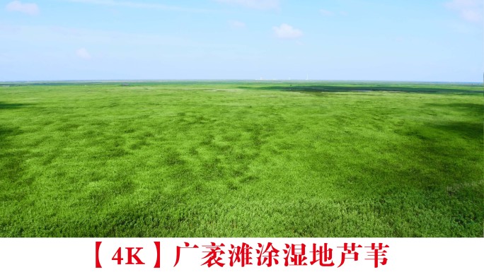 【4K】广袤滩涂湿地芦苇