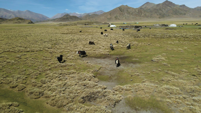 西藏草原上奔走的牛群羊群