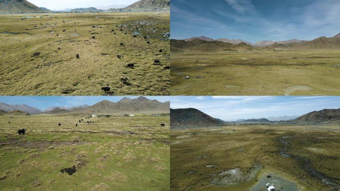 西藏阿里草原上奔走的牛群羊群