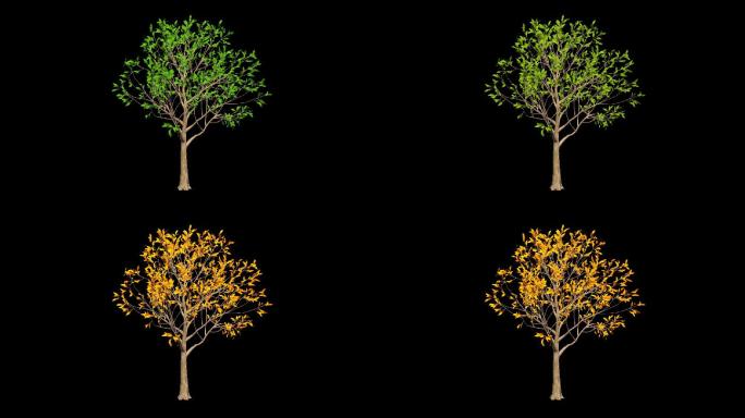 四季生长大树-带透明通道