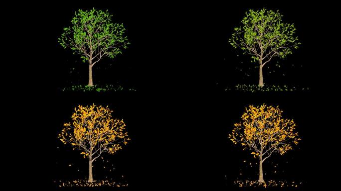 树木生长四季变化飘树叶-带透明通道