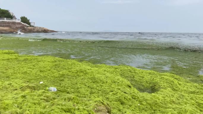 海水污染浒苔