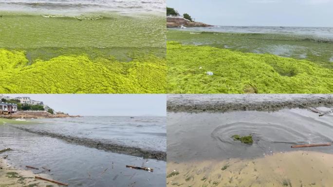 海水污染浒苔