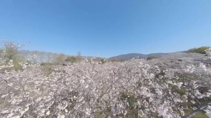 中山陵樱花园穿越i  拍摄2.7K60帧