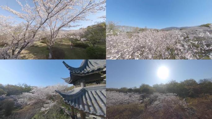中山陵樱花园穿越i  拍摄2.7K60帧