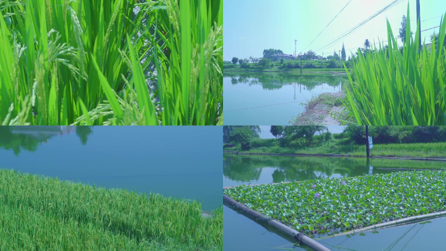 农家田园风光稻田池塘乡村