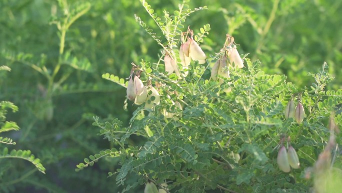 中药材 黄芪 种植