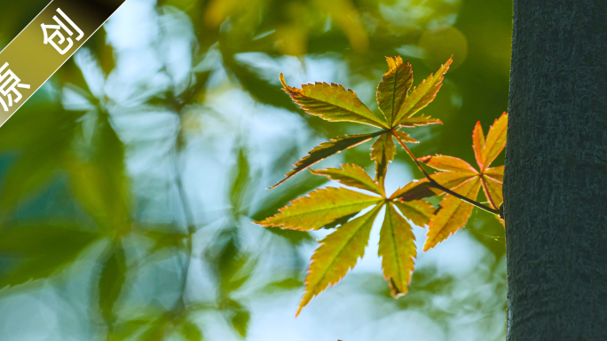 夏天阳光透过森林唯美逆光树叶光斑闪耀