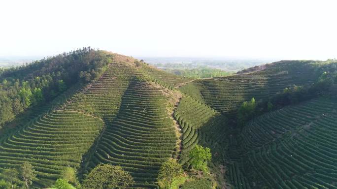 信阳茶山