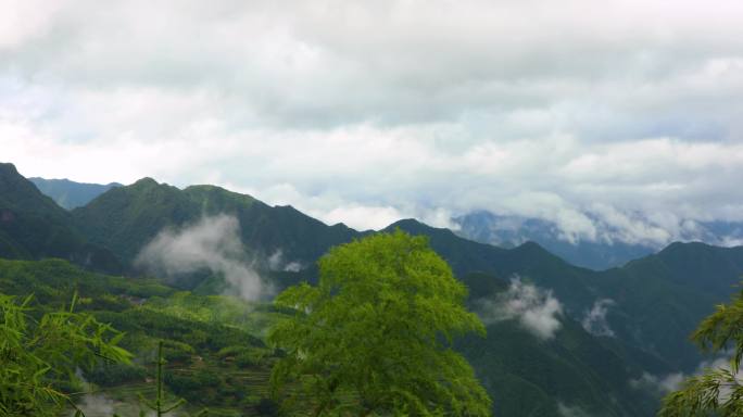 云雾竹林梯田唯美空镜