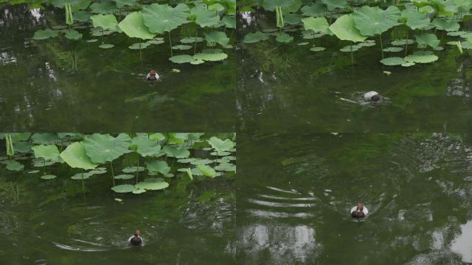 4K鸭子在古镇的荷花池塘里嬉水
