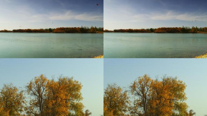 落叶、银杏、河流、树木、银杏树、流水