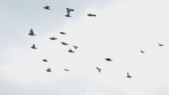 4K天空中一群飞鸟空镜头
