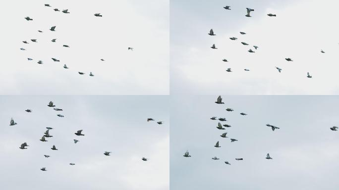 4K天空中一群飞鸟空镜头