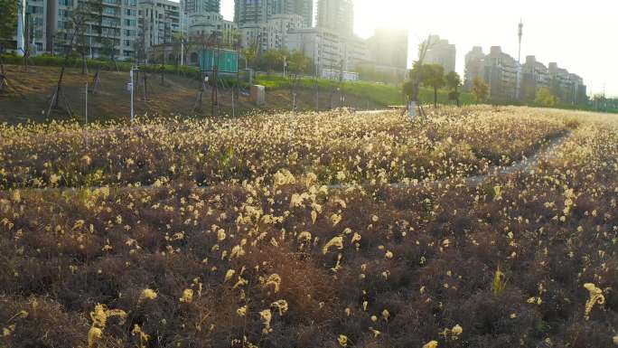 夕阳南宁邕江边狗尾花浪漫花海