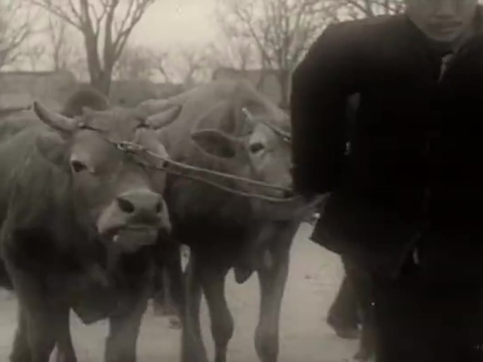 60年代农村饲养牛视频